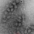 annotate phage genomes and phage proteins