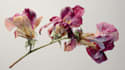 draw intricate botanical and floral illustrations