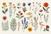 paint a high fruits botanical illustration