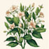 draw hand drawn botanical line art for tattoo, packaging