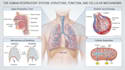 draw detailed medical illustrations