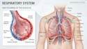 design medical and scientific illustration