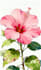 draw botanical illustrations of flowers