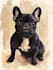 create amazing disney pet portrait