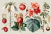 illustrate best botanical illustration