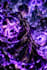 create custom ai digital art and text prompts