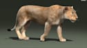 do professional 3d animal, animal with xgen