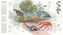 draw a scientific illustration for you