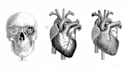 draw exercise, medical and anatomy illustrations