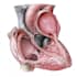 create anatomy, medical, and scientific illustrations