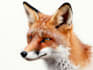 draw detail animal illustration