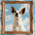 create a memorial pet portrait for engraving