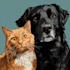 draw a cartoon pet portrait from photo