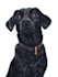 design a custom  portrait illustration