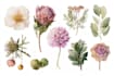 design a botanical illustration