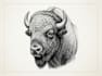 draw a hedcut wsj style  animals illustration