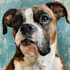 awesome custom pet portrait, dog portrait, cat portrait