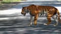 do realistic 3d animal model,  3d fur xgen zbrush model, creatures, maya model