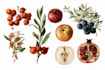do a botanical illustration