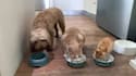 do dog and cat ugc video for your product and brand