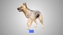 3d medical veterinary anatomy procedure animation