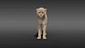create realistic 3d animal animation, 3d creature and character design