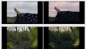 professionally edit and color grade video project