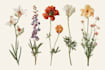 draw detailed botanical and floral illustrations