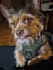 create authentic pet ugc videos