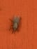take a picture of a bug or leaf or whatever I want