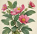 create a realistic botanical drawing
