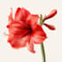 unique a watercolor botanical illustration of flower