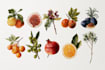 illustrate best botanical illustration
