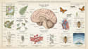 create anatomy, medical, and scientific illustrations