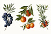 draw botanical illustrations of flowers