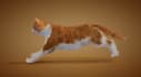 create realistic 3d animal animation, 3d animal model, 3d xgen, zbrush model