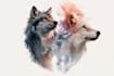 make animal illustrations in watercolor