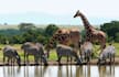 help you tour kenya