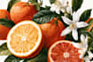 do a botanical illustration