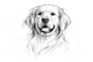 convert your pet image into outlines and line art