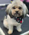 create a custom dog grooming care plan