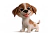 draw your dog or any pets into cartoon