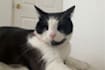 create expert cat ugc