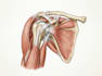 create anatomy, medical, and scientific illustrations