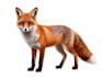 create realistic animal illustration