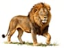 create realistic animal illustration