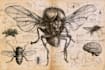draw medical and science illustrations