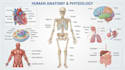 draw professional medical illustrations