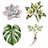 illustrate plants and flowers