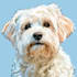 create a cartoon pet portrait from photo